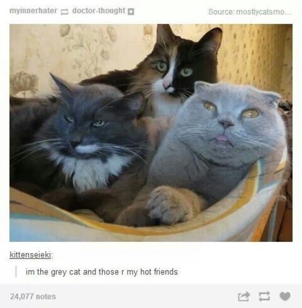 35 Vintage Cat-Themed Tumblr Posts That Catapult You To The Past - Jarastyle