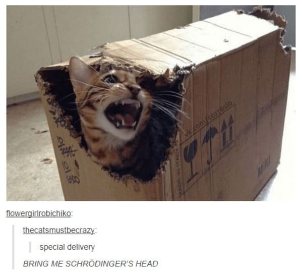 35 Vintage Cat-Themed Tumblr Posts That Catapult You To The Past - Jarastyle