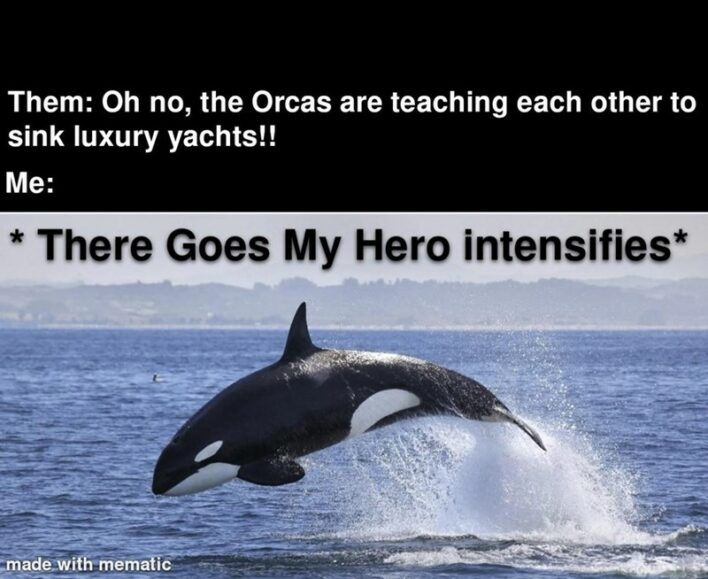 orcas yachts meme