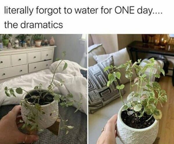 40 Funny Gardening Memes That Require