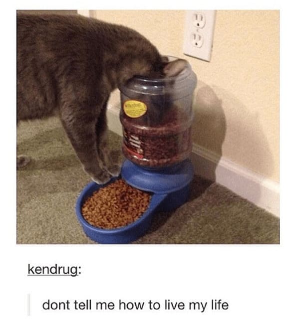 35 Vintage Cat-Themed Tumblr Posts That Catapult You To The Past - Jarastyle