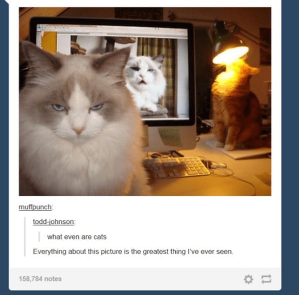 35 Vintage Cat-Themed Tumblr Posts That Catapult You To The Past - Jarastyle