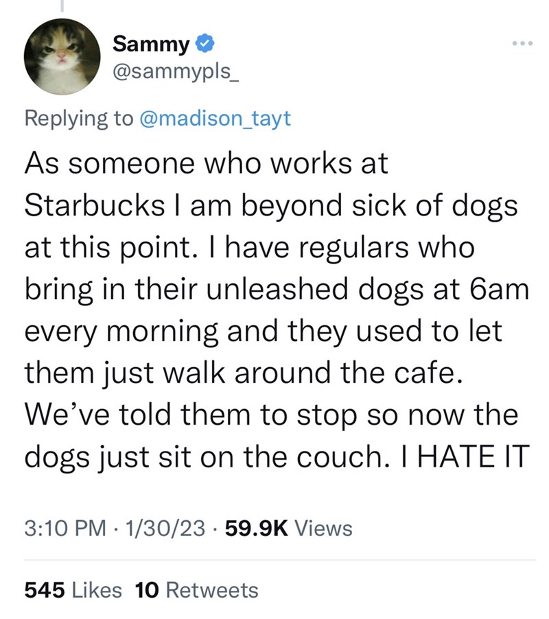 Viral Twitter Thread Discusses The Growing Trend Of People Bringing Their Dogs Everywhere - Jarastyle