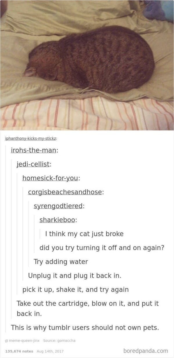 35 Vintage Cat-Themed Tumblr Posts That Catapult You To The Past - Jarastyle