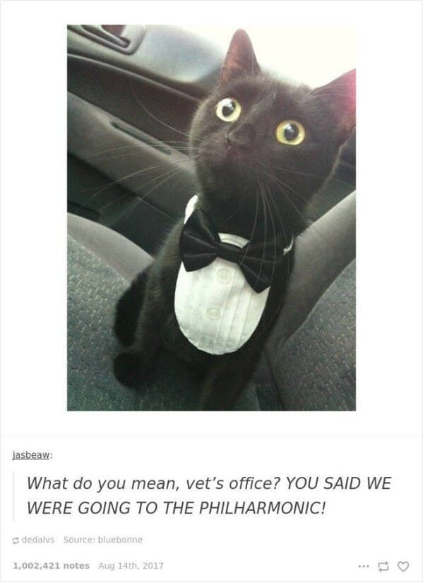 35 Vintage Cat-Themed Tumblr Posts That Catapult You To The Past - Jarastyle