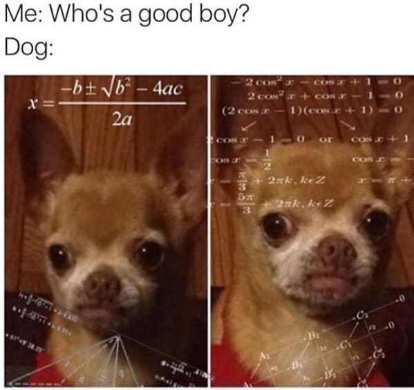 40 Funny Doggo Memes That Definitely Won't Make Your Day Worse, That's For Sure (July 13, 2023) - Jarastyle