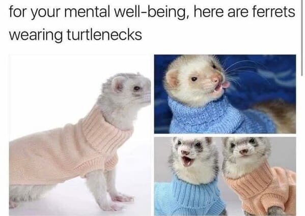 40 Funniest Animal Memes To Help Critter Lovers Laugh Their Way Through The Work Week (July 11, 2023) - Jarastyle