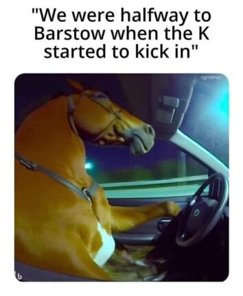 40 Hilarious Animal Memes That Won't Help You Get Any Work Done Today