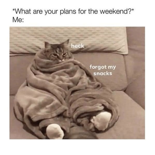 35+ Funny And Relatable Animal Memes To Carry You Through The Rest Of This Week (July 19, 2023) - Jarastyle