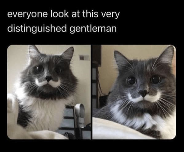 40 Funniest Cat Memes Of The Week For Your Caturday Morning Pleasure (July 22, 2023) - Jarastyle