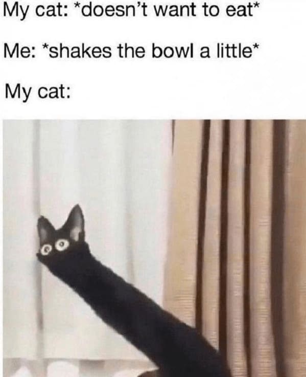 40 Funniest Cat Memes Of The Week For Your Caturday Morning Pleasure (July 22, 2023) - Jarastyle