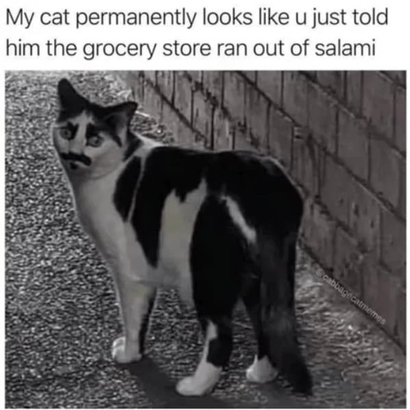 40 Funniest Cat Memes Of The Week For Your Caturday Morning Pleasure (July 22, 2023) - Jarastyle