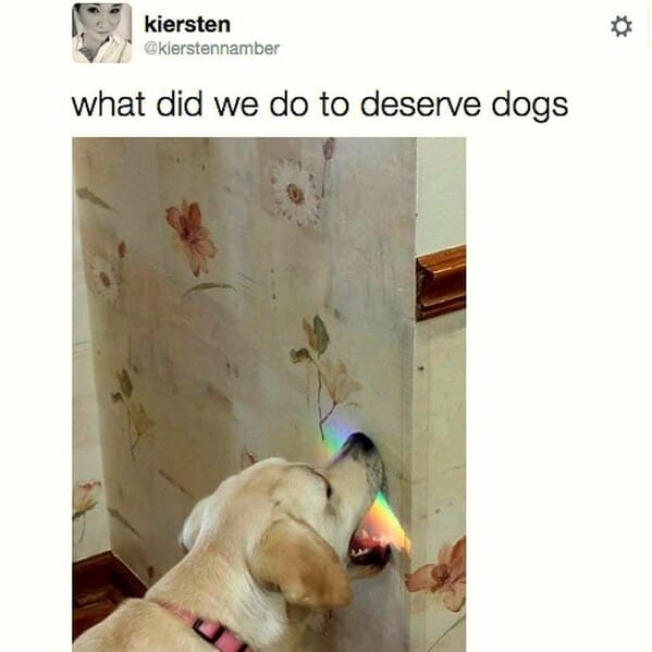 40 Funny Doggo Memes That Definitely Won't Make Your Day Worse, That's For Sure (July 13, 2023) - Jarastyle