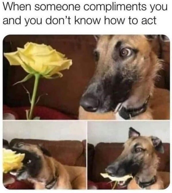 40 Funny Doggo Memes That Definitely Won't Make Your Day Worse, That's For Sure (July 13, 2023) - Jarastyle