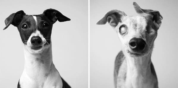 35 Touching Photos Showing Older Dogs As Puppies From The "Dog Years Project" - Jarastyle