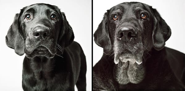 35 Touching Photos Showing Older Dogs As Puppies From The "Dog Years Project" - Jarastyle