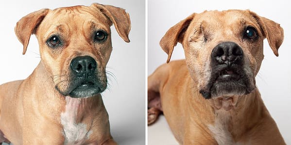 35 Touching Photos Showing Older Dogs As Puppies From The "Dog Years Project" - Jarastyle