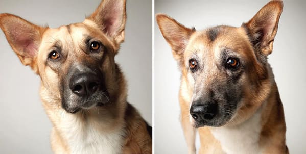 35 Touching Photos Showing Older Dogs As Puppies From The "Dog Years Project" - Jarastyle