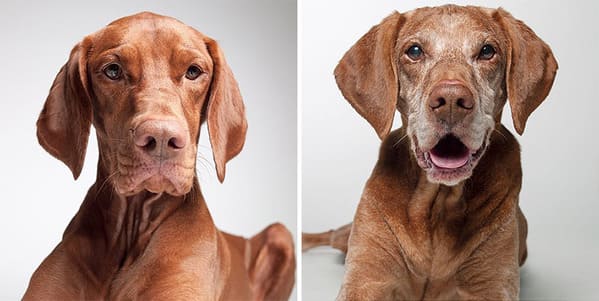 35 Touching Photos Showing Older Dogs As Puppies From The "Dog Years Project" - Jarastyle