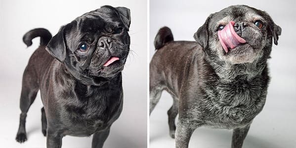 35 Touching Photos Showing Older Dogs As Puppies From The "Dog Years Project" - Jarastyle