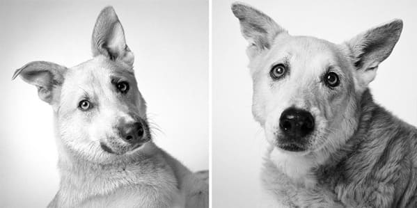 35 Touching Photos Showing Older Dogs As Puppies From The "Dog Years Project" - Jarastyle