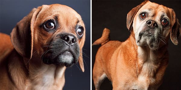 35 Touching Photos Showing Older Dogs As Puppies From The "Dog Years Project" - Jarastyle