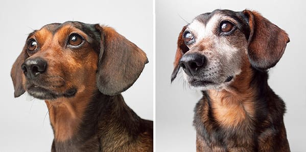 35 Touching Photos Showing Older Dogs As Puppies From The "Dog Years Project" - Jarastyle