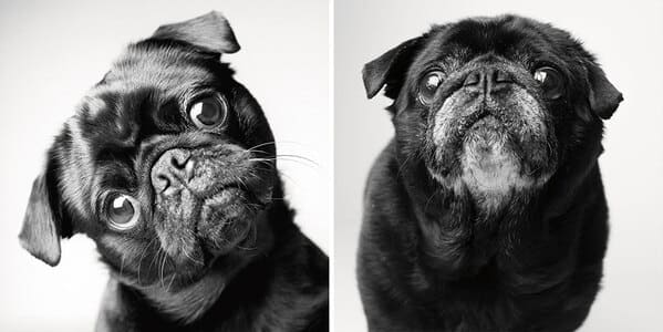 35 Touching Photos Showing Older Dogs As Puppies From The "Dog Years Project" - Jarastyle