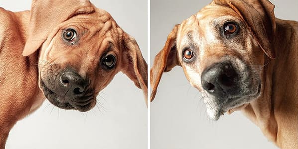 35 Touching Photos Showing Older Dogs As Puppies From The "Dog Years Project" - Jarastyle