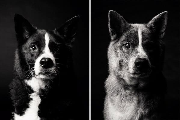 35 Touching Photos Showing Older Dogs As Puppies From The "Dog Years Project" - Jarastyle