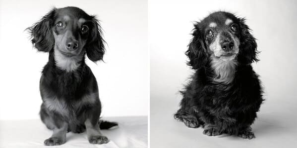 35 Touching Photos Showing Older Dogs As Puppies From The "Dog Years Project" - Jarastyle