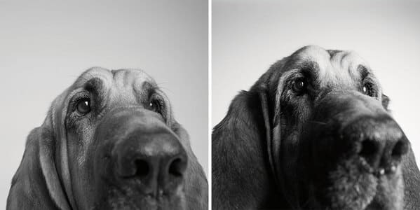 35 Touching Photos Showing Older Dogs As Puppies From The "Dog Years Project" - Jarastyle