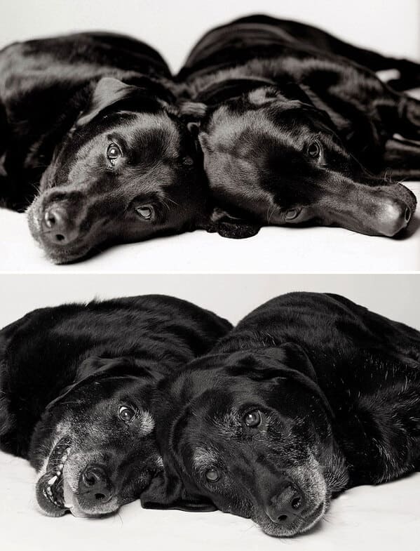 35 Touching Photos Showing Older Dogs As Puppies From The "Dog Years Project" - Jarastyle