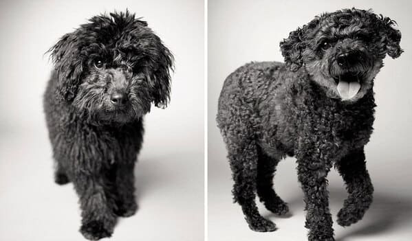 35 Touching Photos Showing Older Dogs As Puppies From The "Dog Years Project" - Jarastyle