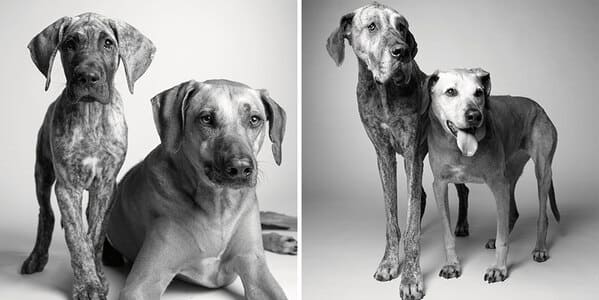 35 Touching Photos Showing Older Dogs As Puppies From The "Dog Years Project" - Jarastyle