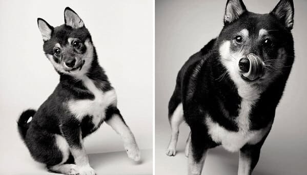 35 Touching Photos Showing Older Dogs As Puppies From The "Dog Years Project" - Jarastyle