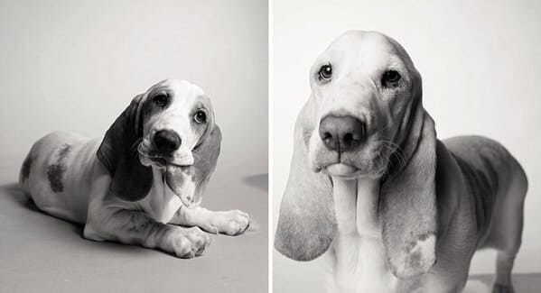 35 Touching Photos Showing Older Dogs As Puppies From The "Dog Years Project" - Jarastyle