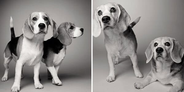 35 Touching Photos Showing Older Dogs As Puppies From The "Dog Years Project" - Jarastyle