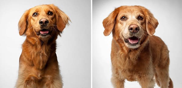 35 Touching Photos Showing Older Dogs As Puppies From The "Dog Years Project" - Jarastyle