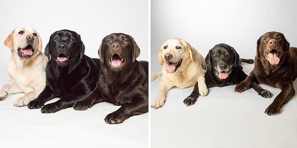 35 Touching Photos Showing Older Dogs As Puppies From The "Dog Years Project" - Jarastyle