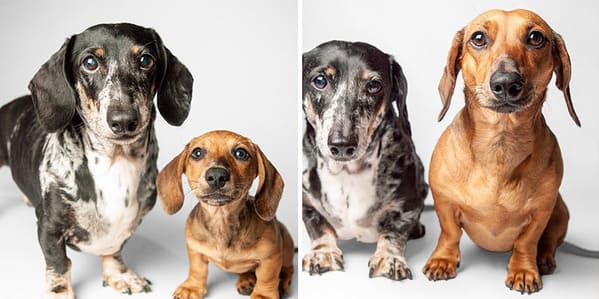 35 Touching Photos Showing Older Dogs As Puppies From The "Dog Years Project" - Jarastyle