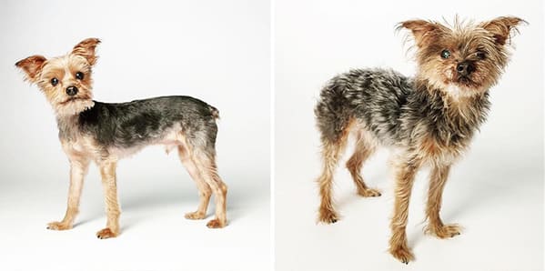 35 Touching Photos Showing Older Dogs As Puppies From The "Dog Years Project" - Jarastyle