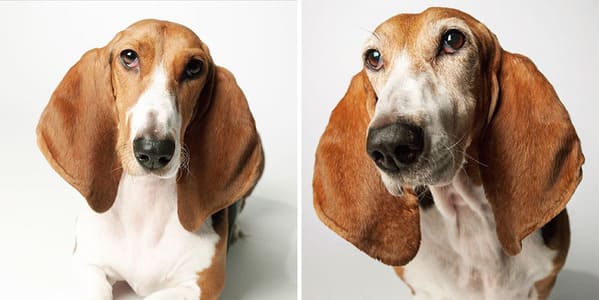 35 Touching Photos Showing Older Dogs As Puppies From The "Dog Years Project" - Jarastyle