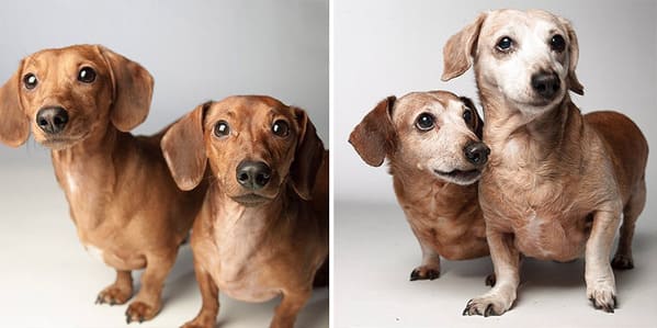 35 Touching Photos Showing Older Dogs As Puppies From The "Dog Years Project" - Jarastyle