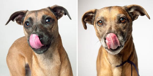 35 Touching Photos Showing Older Dogs As Puppies From The "Dog Years Project" - Jarastyle