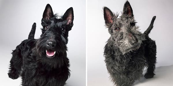 35 Touching Photos Showing Older Dogs As Puppies From The "Dog Years Project" - Jarastyle