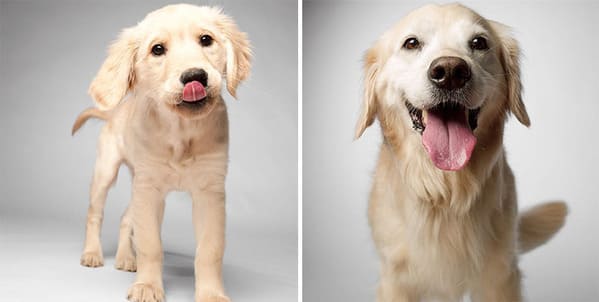 35 Touching Photos Showing Older Dogs As Puppies From The "Dog Years Project" - Jarastyle