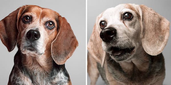 35 Touching Photos Showing Older Dogs As Puppies From The "Dog Years Project" - Jarastyle