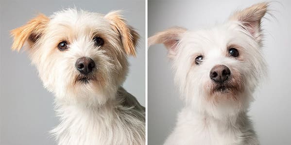 35 Touching Photos Showing Older Dogs As Puppies From The "Dog Years Project" - Jarastyle