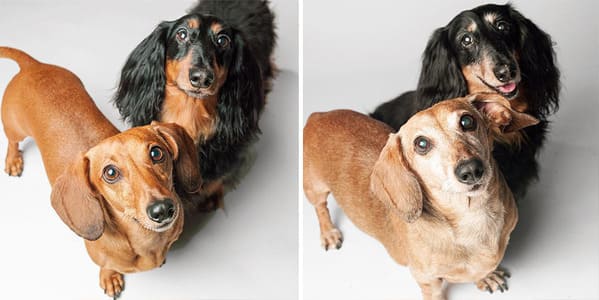 35 Touching Photos Showing Older Dogs As Puppies From The "Dog Years Project" - Jarastyle